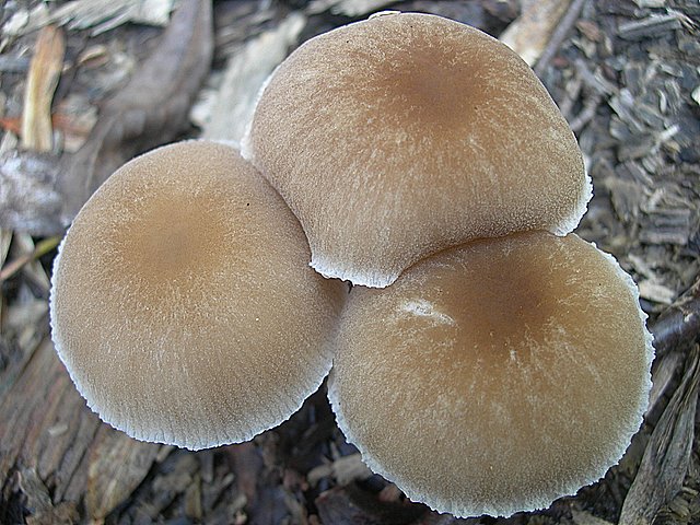 Pluteus  depauperatus     Romagnesi